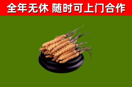 轮台县回收散虫草