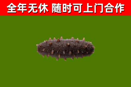 轮台县回收海参干
